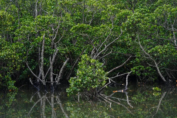 ishigaki adasında mangrov ormanı