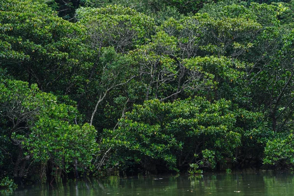 Foresta Mangrovie Nell Isola Ishigaki — Foto Stock