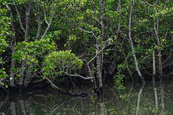 Floresta Mangue Ilha Ishigaki — Fotografia de Stock