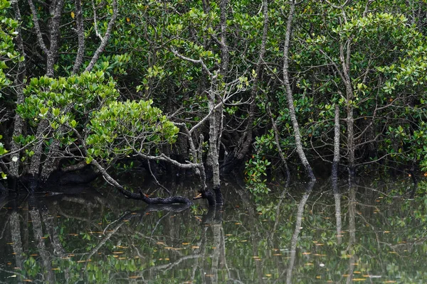 Ishigaki Adasında Mangrov Ormanı — Stok fotoğraf