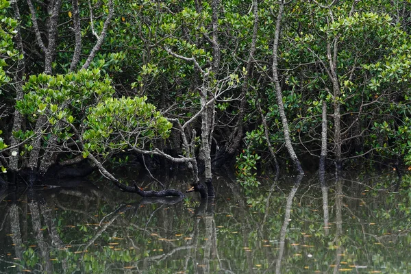 Floresta Mangue Ilha Ishigaki — Fotografia de Stock