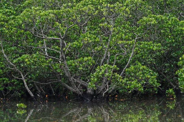 Bosque Manglares Isla Ishigaki —  Fotos de Stock