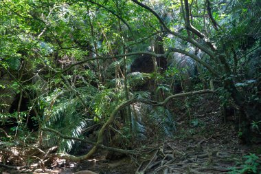 Iriomote ada ormanda