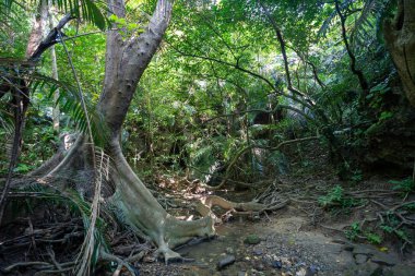 Iriomote ada ormanda
