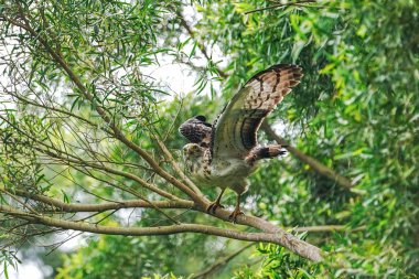 ormanda tepeli yılan kartalı