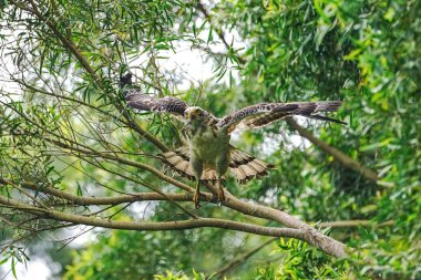 ormanda tepeli yılan kartalı