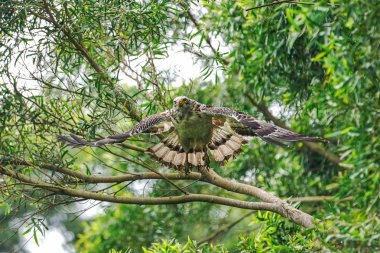 ormanda tepeli yılan kartalı