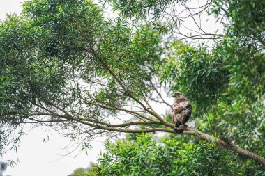 ormanda tepeli yılan kartalı