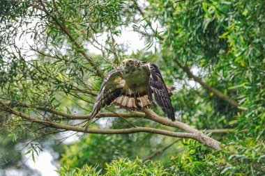 ormanda tepeli yılan kartalı