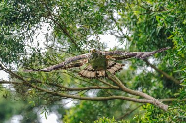ormanda tepeli yılan kartalı