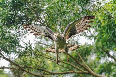 ormanda tepeli yılan kartalı