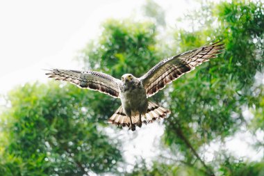 ormanda tepeli yılan kartalı