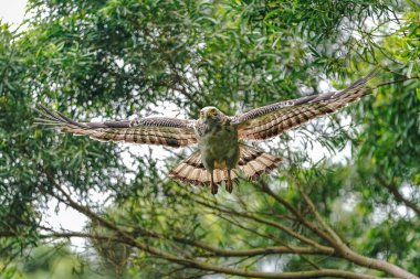 ormanda tepeli yılan kartalı