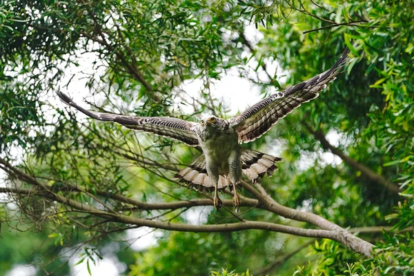 Ερπετό Αετός Στο Δάσος — Φωτογραφία Αρχείου
