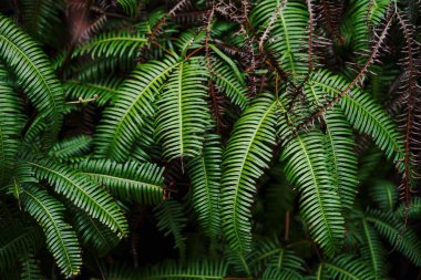 ishigaki adasında eğrelti otu bitkisi