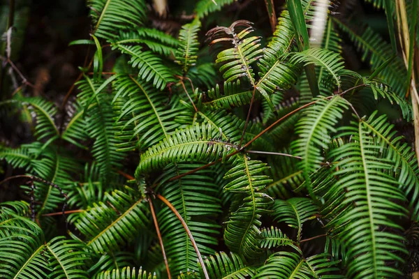 Farnpflanze Auf Der Insel Ishigaki — Stockfoto