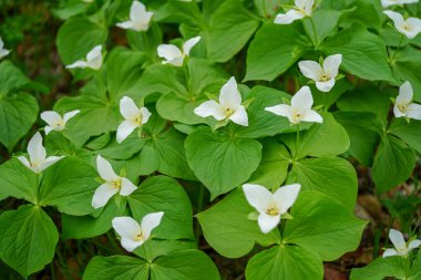 Hokkaido içinde Trillium camschatcense