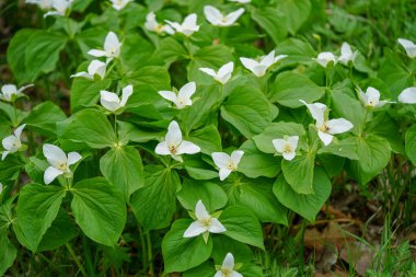Hokkaido içinde Trillium camschatcense