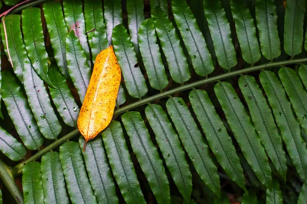 Nasse Blätter Auf Iriomote Insel — Stockfoto