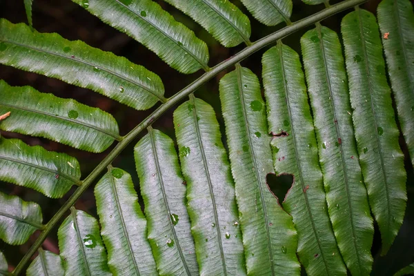 Folhas Molhadas Ilha Iriomote — Fotografia de Stock