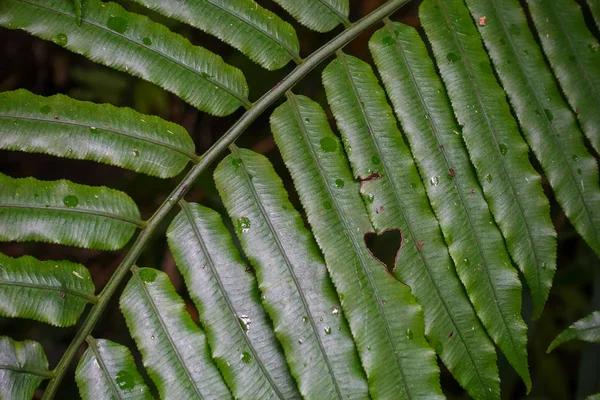 Folhas Molhadas Ilha Iriomote — Fotografia de Stock