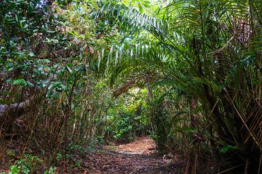 Iriomote ada ormanda