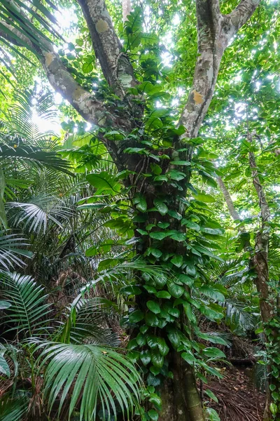 Jungle Iriomote Island — Stock Photo, Image