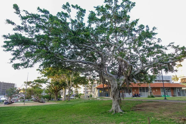 Parque Ciudad Naha —  Fotos de Stock