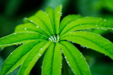 Yeşil yaprakta yağmur damlası