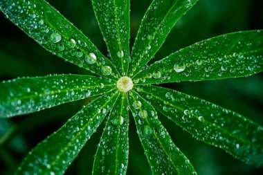 Yeşil yaprakta yağmur damlası