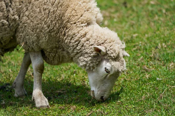 Schapen Zomer Garm — Stockfoto