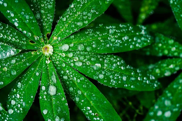 Gota Lluvia Sobre Hoja Verde —  Fotos de Stock