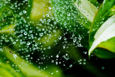 örümcek ağı üzerinde su damlası