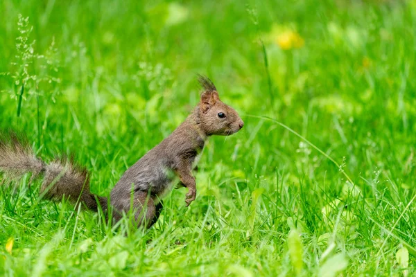 Ekorre Sommar Skogen — Stockfoto