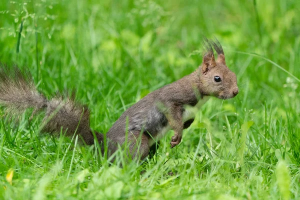 Ekorre Sommar Skogen — Stockfoto