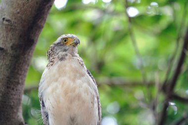 Ishigaki adasında tüy yılan kartal