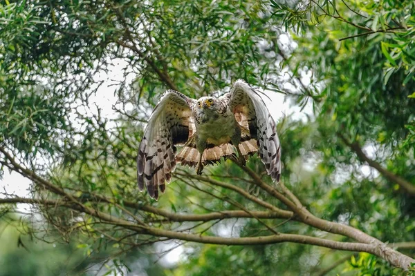 石崎岛上的蛇鹰 — 图库照片