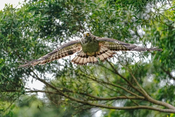 Ishigaki adasında tüy yılan kartal
