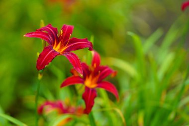 Hokkaido kırmızı zambak