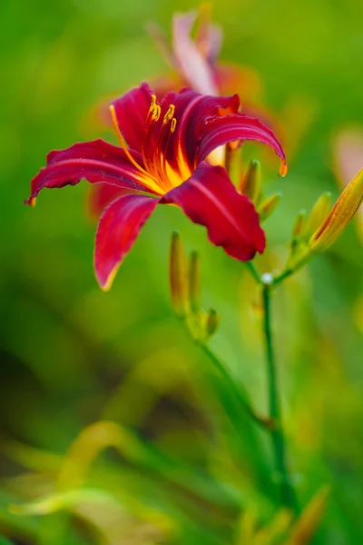 Lys Rouge Hokkaido — Photo