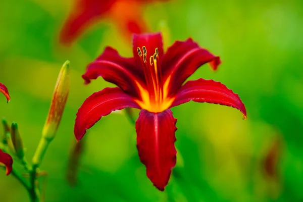 Lírio Vermelho Hokkaido — Fotografia de Stock