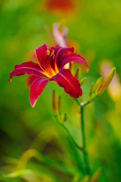 Rote Lilie Hokkaido — Stockfoto