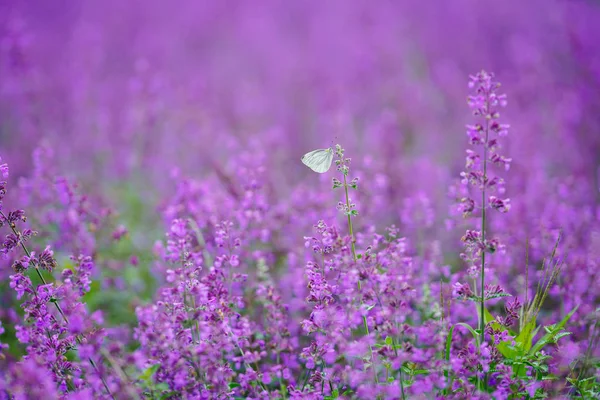 Butterfly Nepeda Walkerslow — Stock Photo, Image