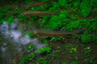 Gökkuşağı alabalığı nehir