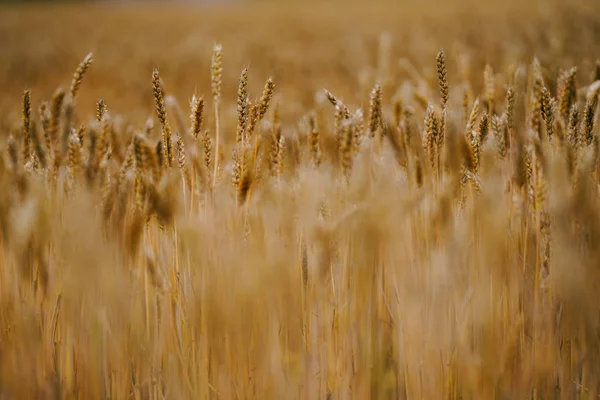 Campo Trigo Hokkaido — Fotografia de Stock