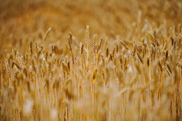 Campo Trigo Hokkaido — Fotografia de Stock