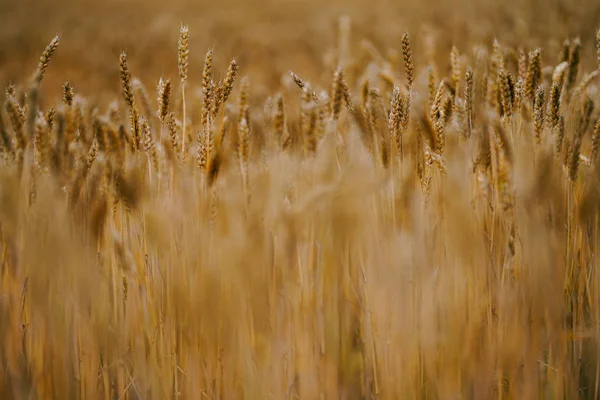 Campo Trigo Hokkaido — Fotografia de Stock