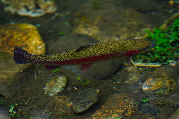 Trota Iridea Nel Fiume — Foto Stock