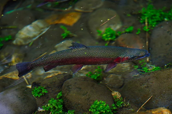 Rainbow Trout River — Stock Photo, Image