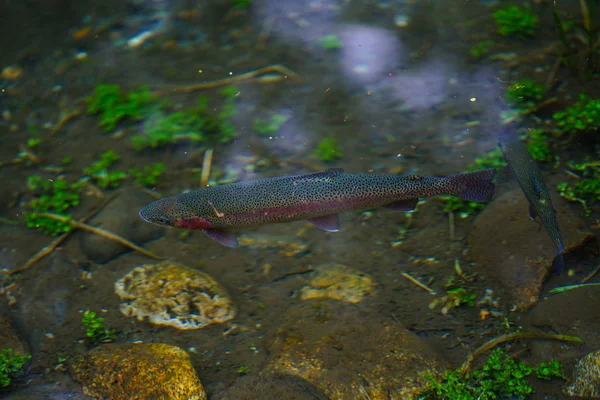 Regenbogenforellen Fluss — Stockfoto